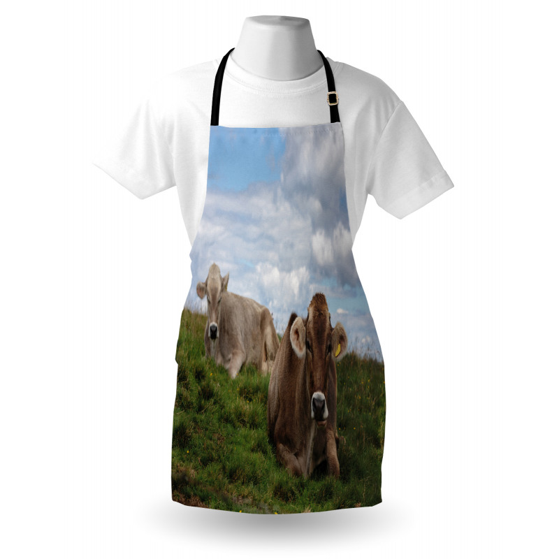 Resting Cows and Sky Apron