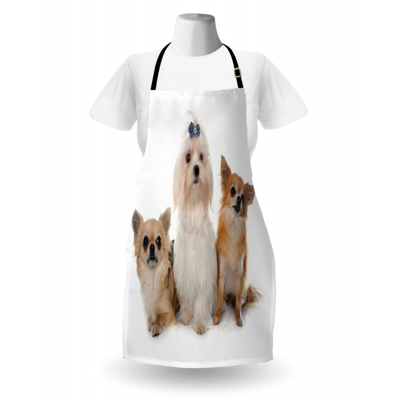 Chihuahua and Maltese Dogs Apron