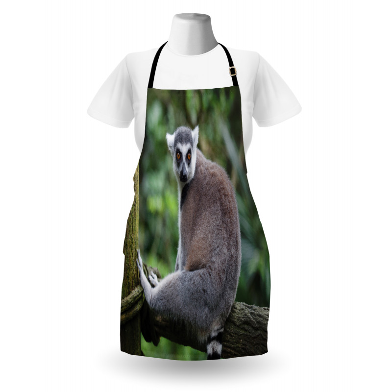 Photo of Madagascar Mammal Apron