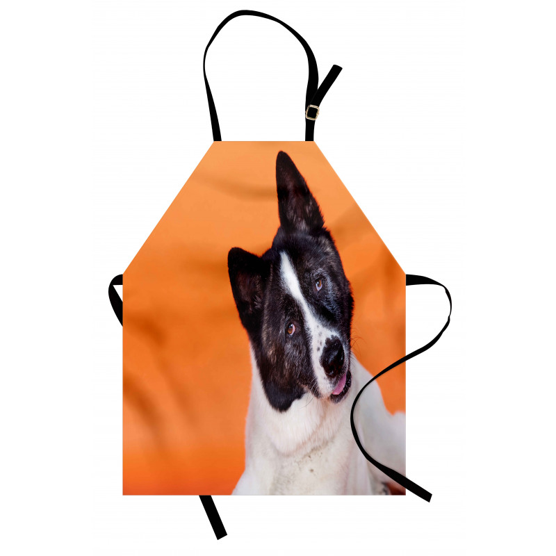 Akita on Orange Apron