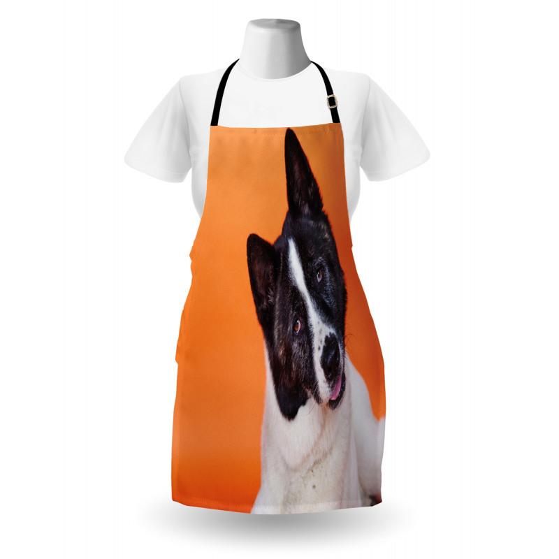 Akita on Orange Apron