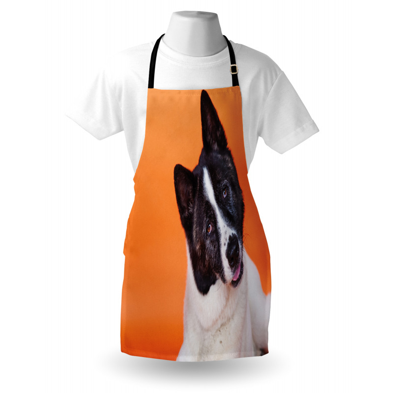 Akita on Orange Apron