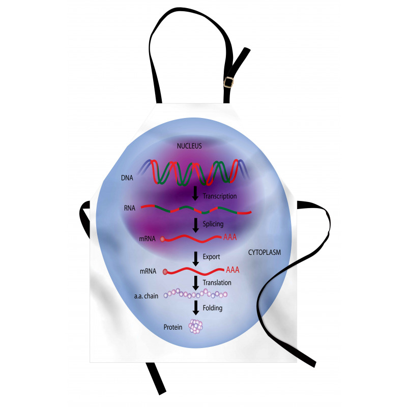 Eğitici Mutfak Önlüğü Biyoloji Gen Ekspresyonunu Gösteren Tasvir