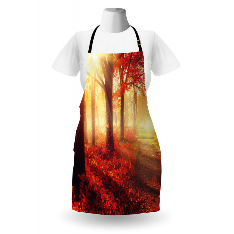 Misty Morning in Forest Apron