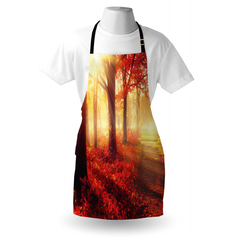 Misty Morning in Forest Apron