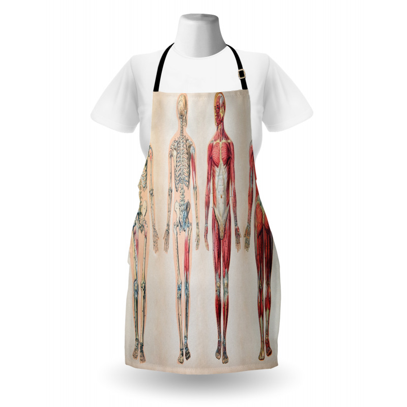 Anatomy Human Body Apron