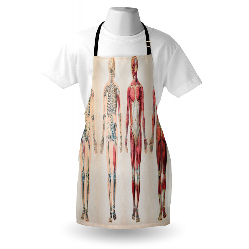 Anatomy Human Body Apron