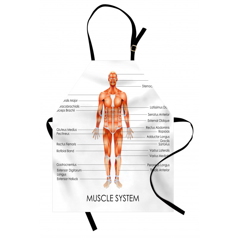 Insanlar Mutfak Önlüğü Anatomik Kas Sistemi