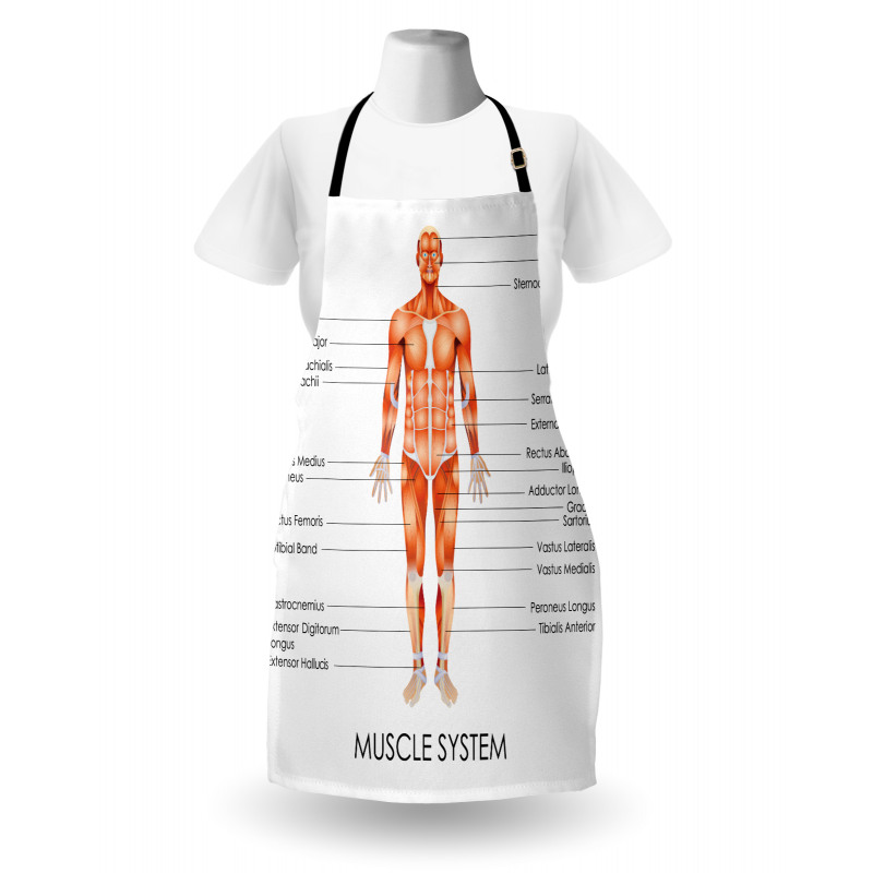 Biology Muscle System Apron