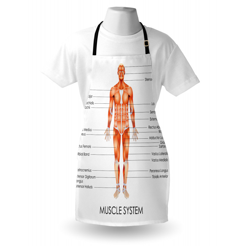 Biology Muscle System Apron