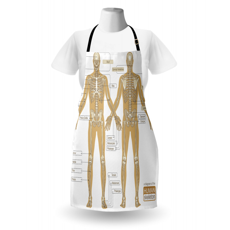 Human Skeleton System Apron