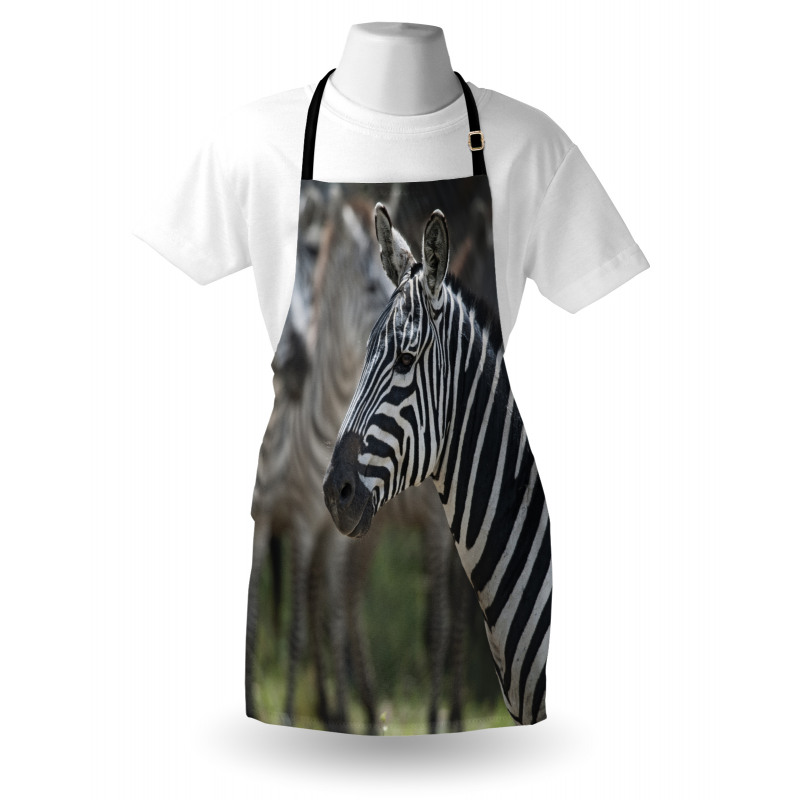 Zebra in Serengati Park Apron