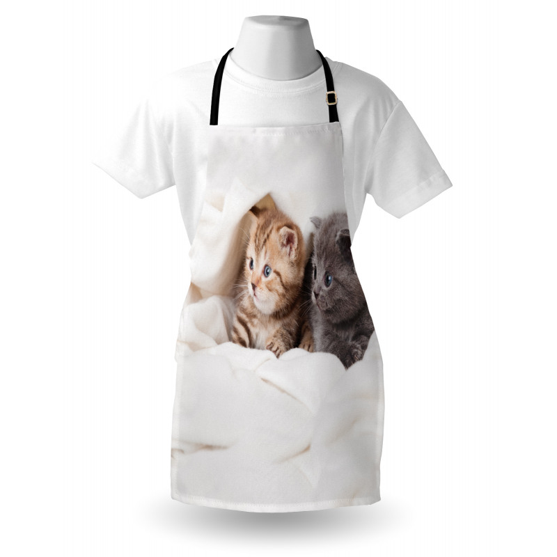 Scottish Fold Kittens Apron