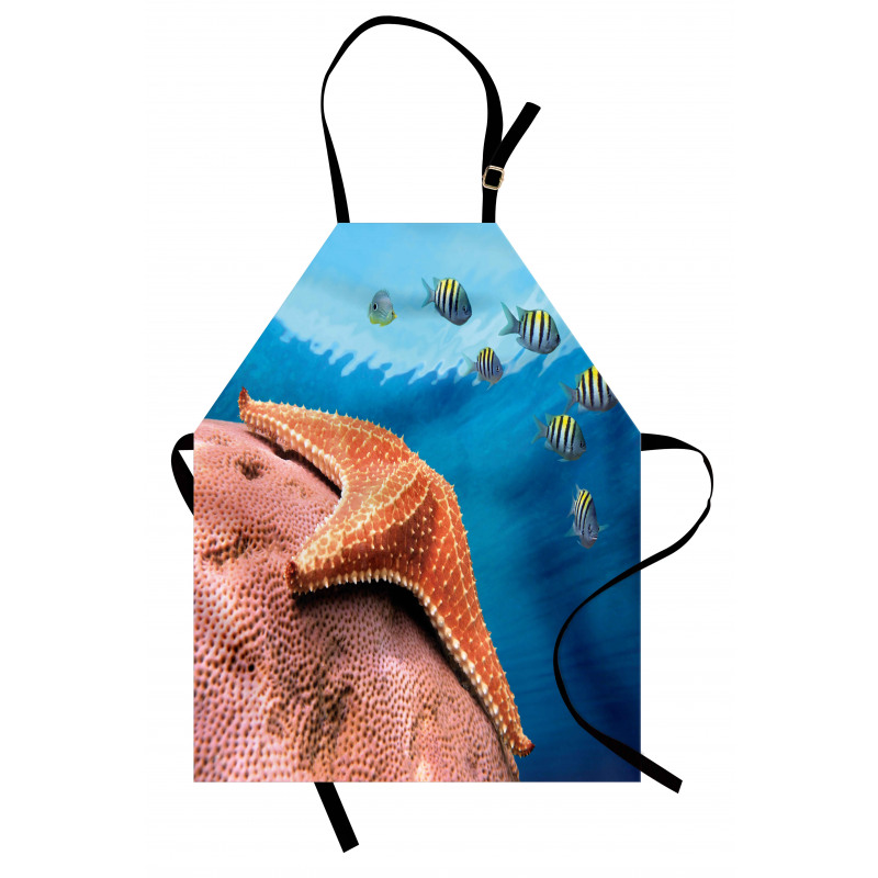 Coral Fishes Sea Apron