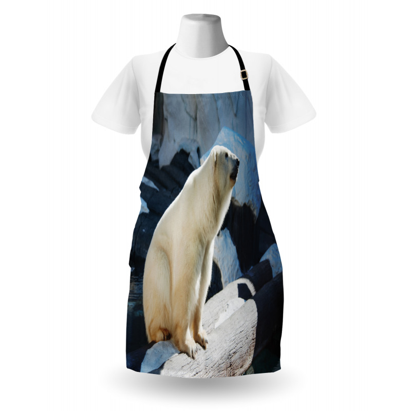 Polar Bear in Park Rocks Apron