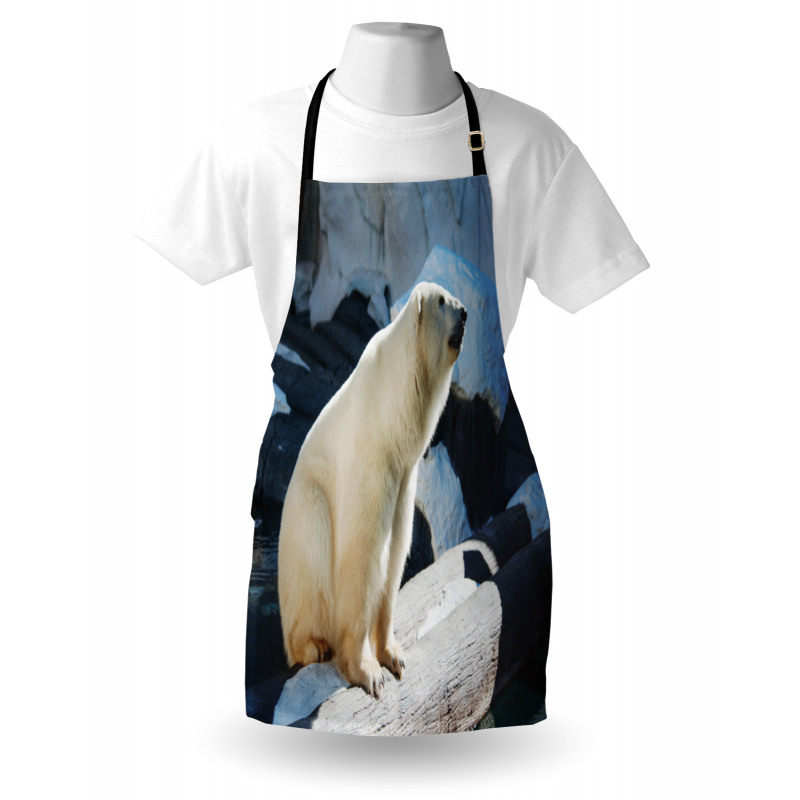 Polar Bear in Park Rocks Apron