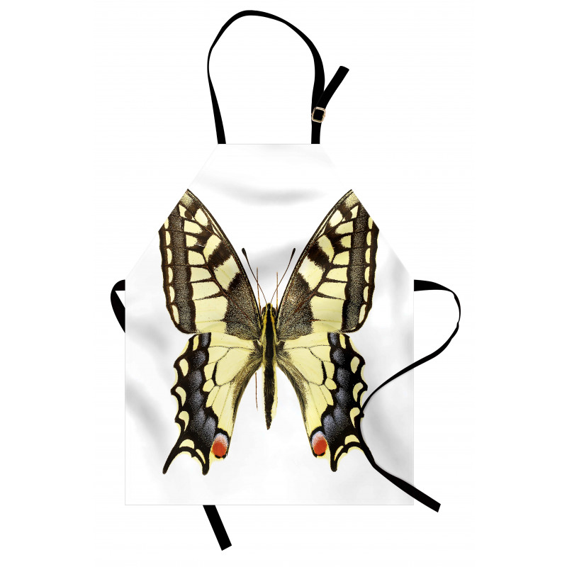 Old Papilio Apron