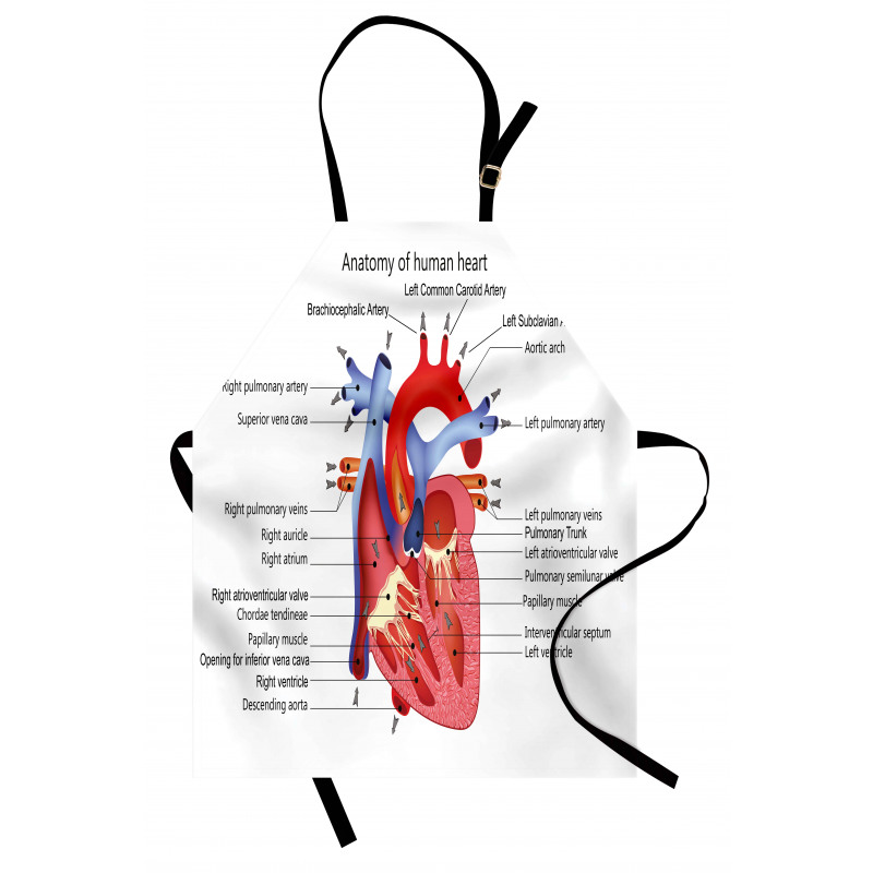 Human Body Organ Apron