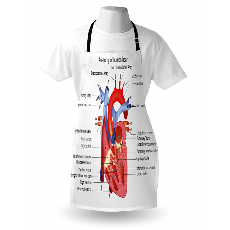 Human Body Organ Apron