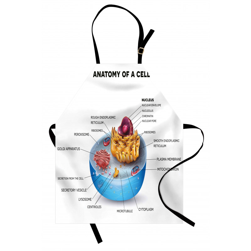 Öğretici Mutfak Önlüğü Hücrenin Anatomisi