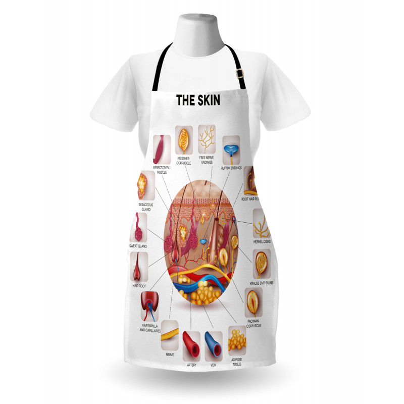 Skin Anatomy Veins Apron