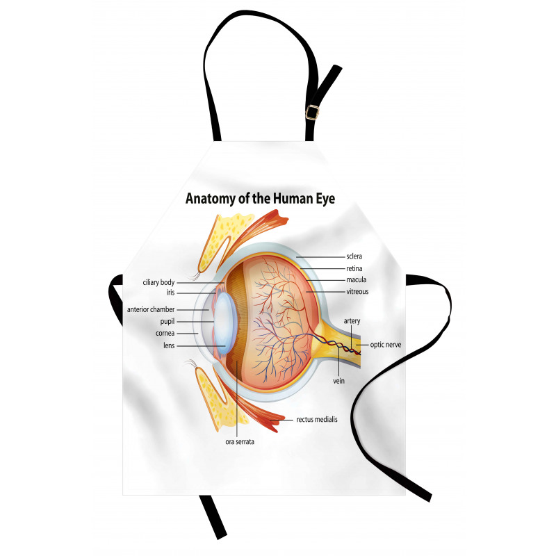 Öğretici Mutfak Önlüğü Gözün Anatomisi