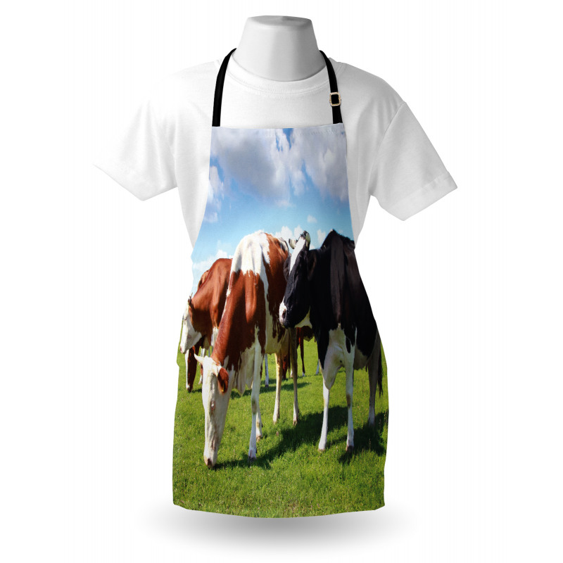 Cows Grazing on Pasture Apron