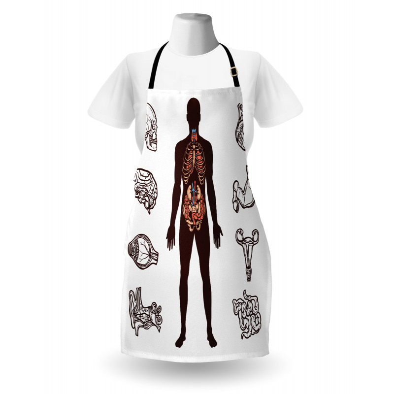 Organs Infographic Image Apron