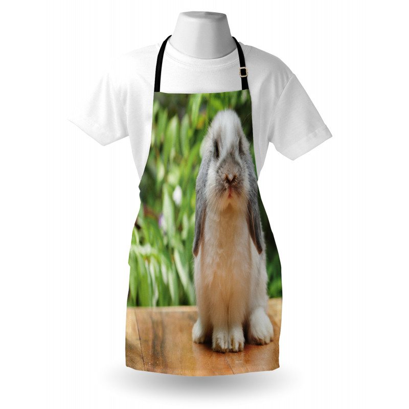 Photo of Holland Lop Rabbit Apron