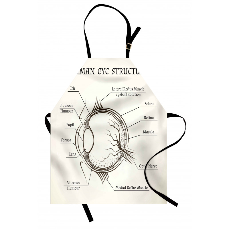 Structure of the Human Eye Apron