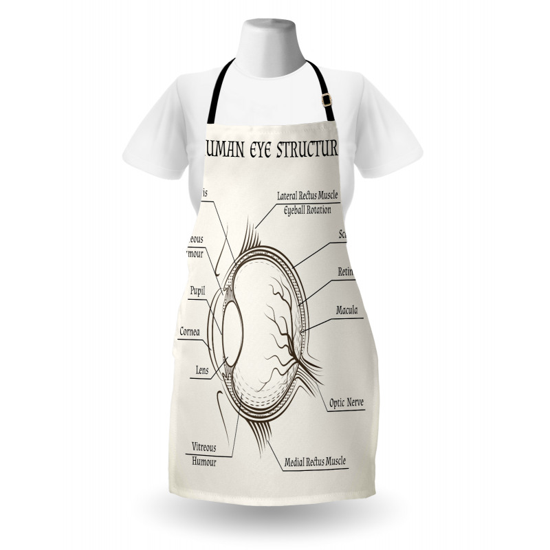 Structure of the Human Eye Apron