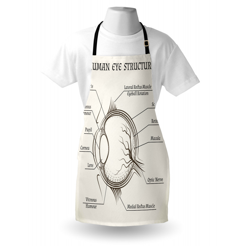 Structure of the Human Eye Apron