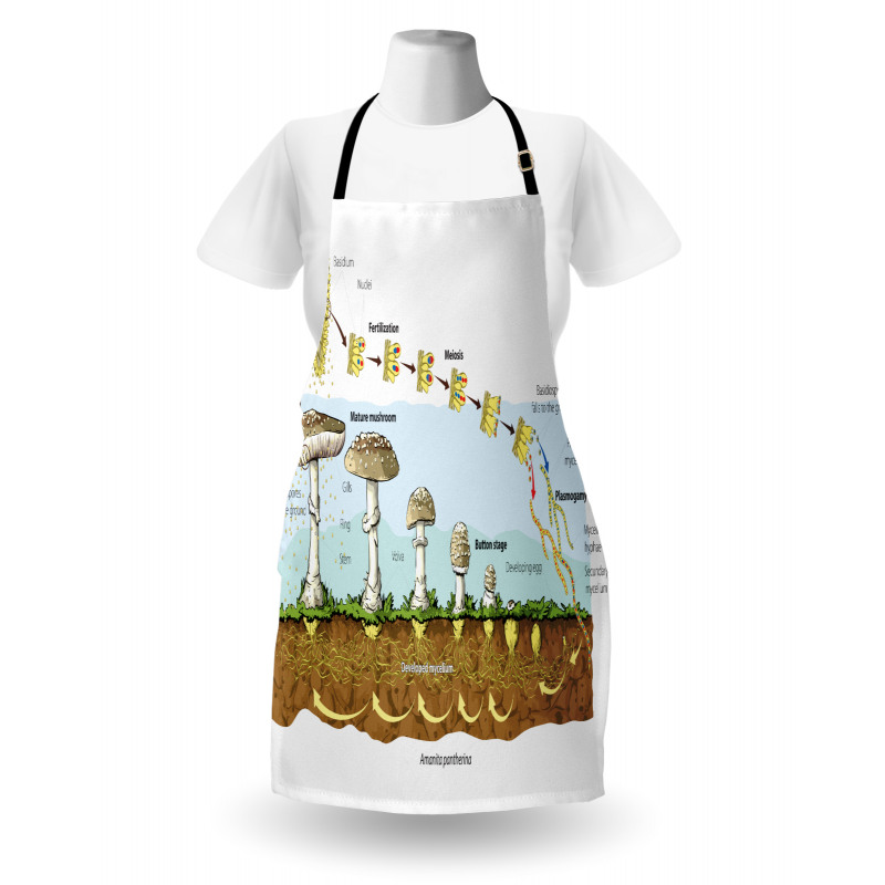 Life Cycle of Mushrooms Apron