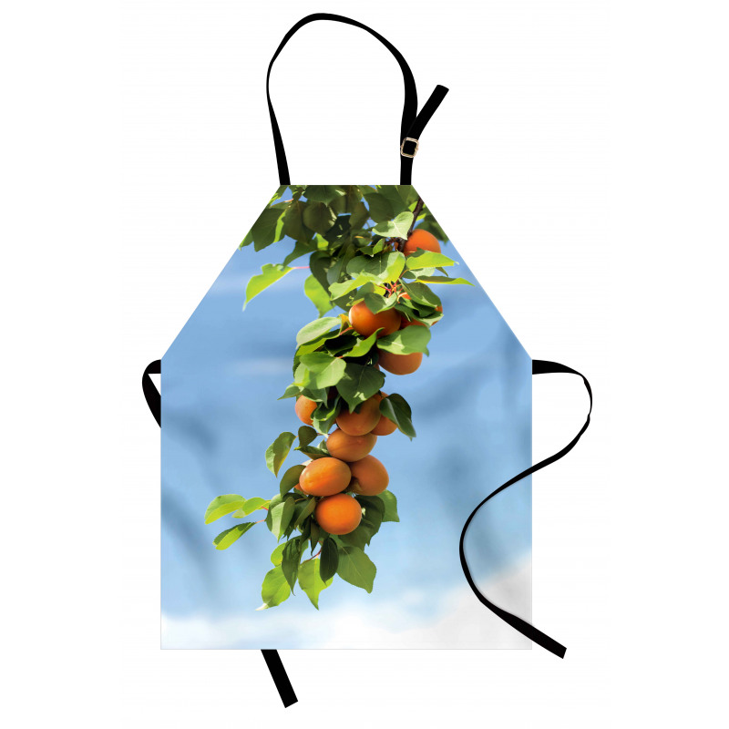 Succulent Apricots on Tree Apron