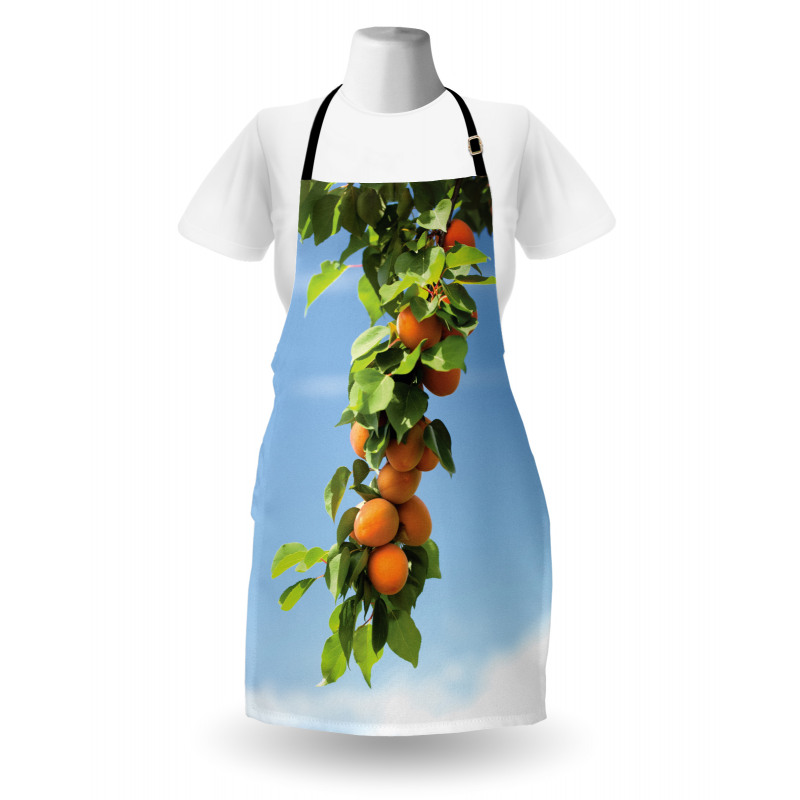 Succulent Apricots on Tree Apron