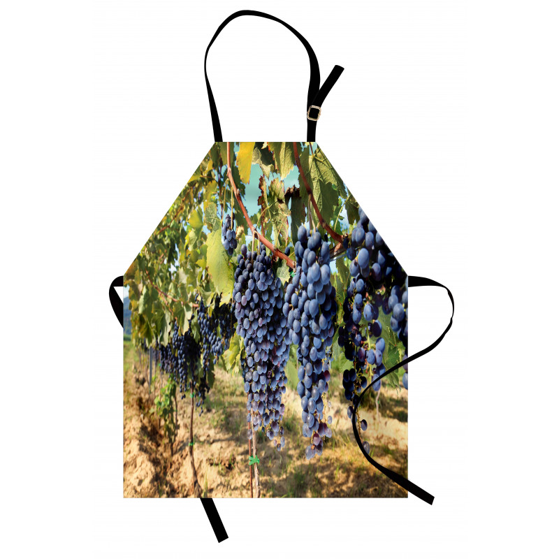 Rows of Wine Fruits in Italy Apron