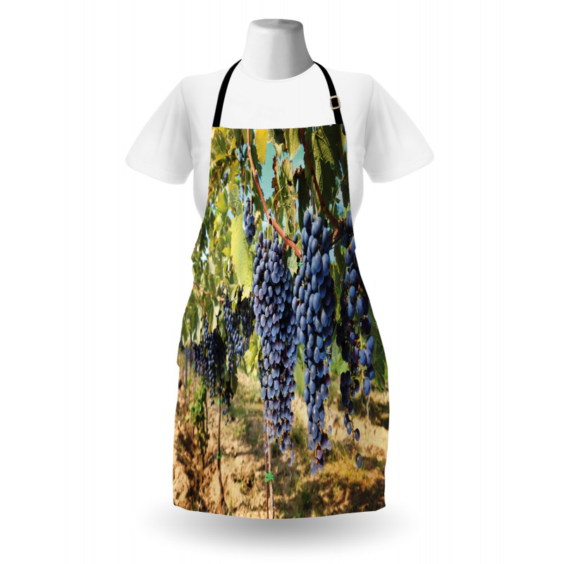 Rows of Wine Fruits in Italy Apron