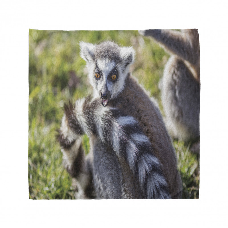 Ring Tailed Funny Expression Bandana