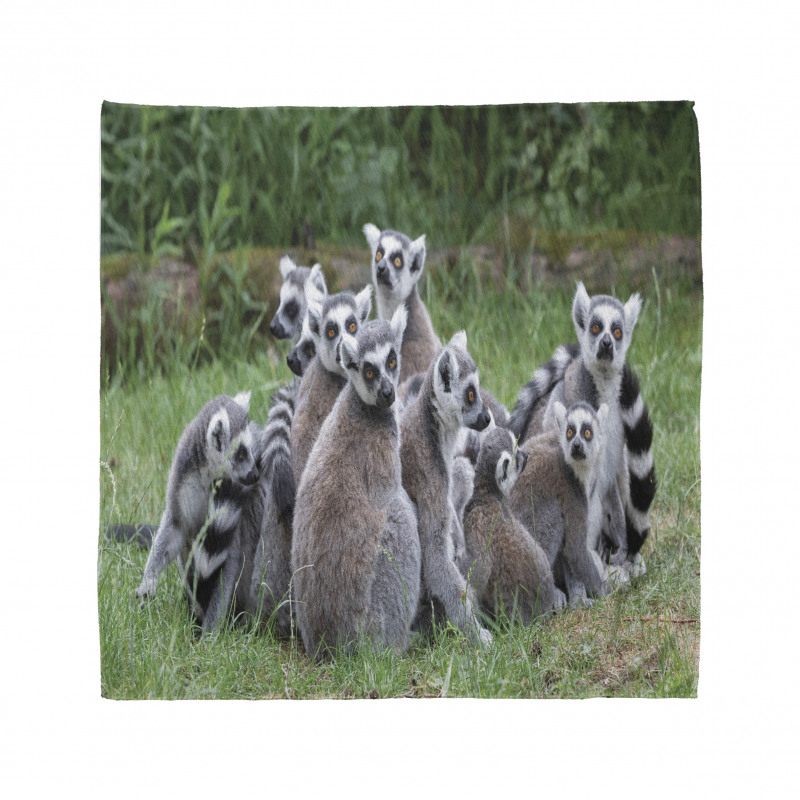 Ring Tailed Madagascar Monkey Bandana