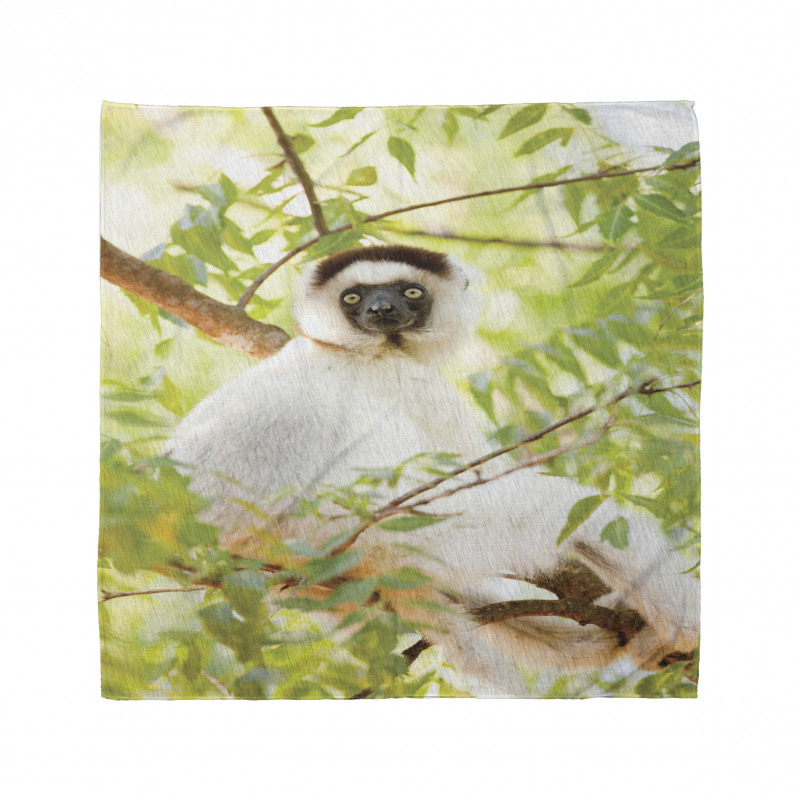 Wild Verreaux's Sifaka Photo Bandana