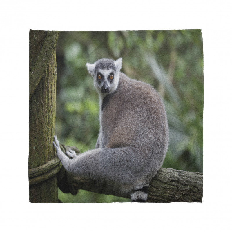 Photo of Madagascar Mammal Bandana