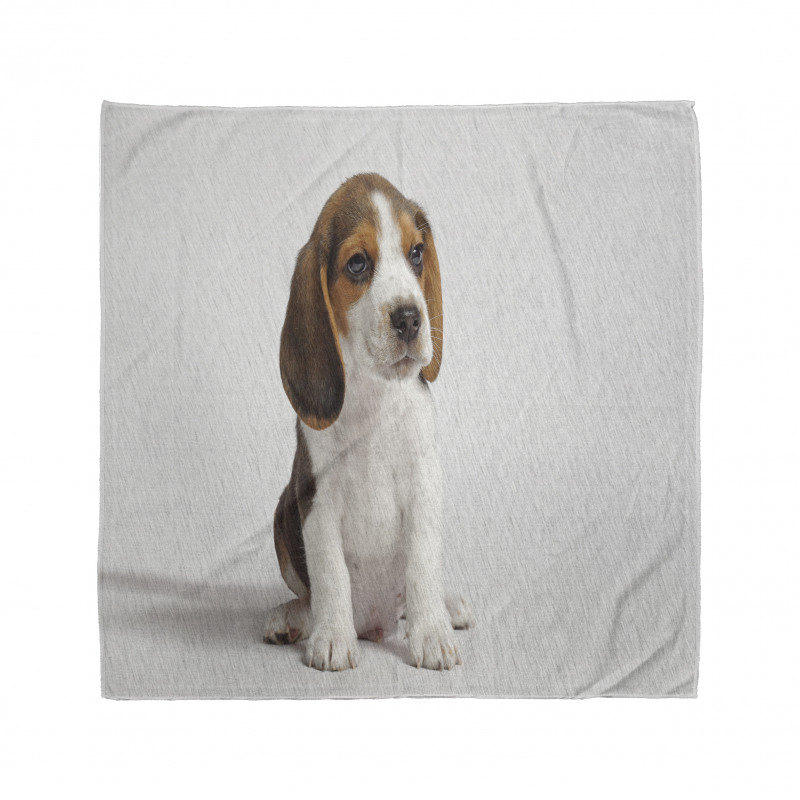 Beagle Bandana Sevimli Minik Yavru Hayvan Fotoğrafı Deseni