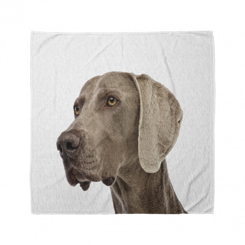 Hayvan Bandana Yakın Çekim Weimaraner Cinsi Köpek Portresi