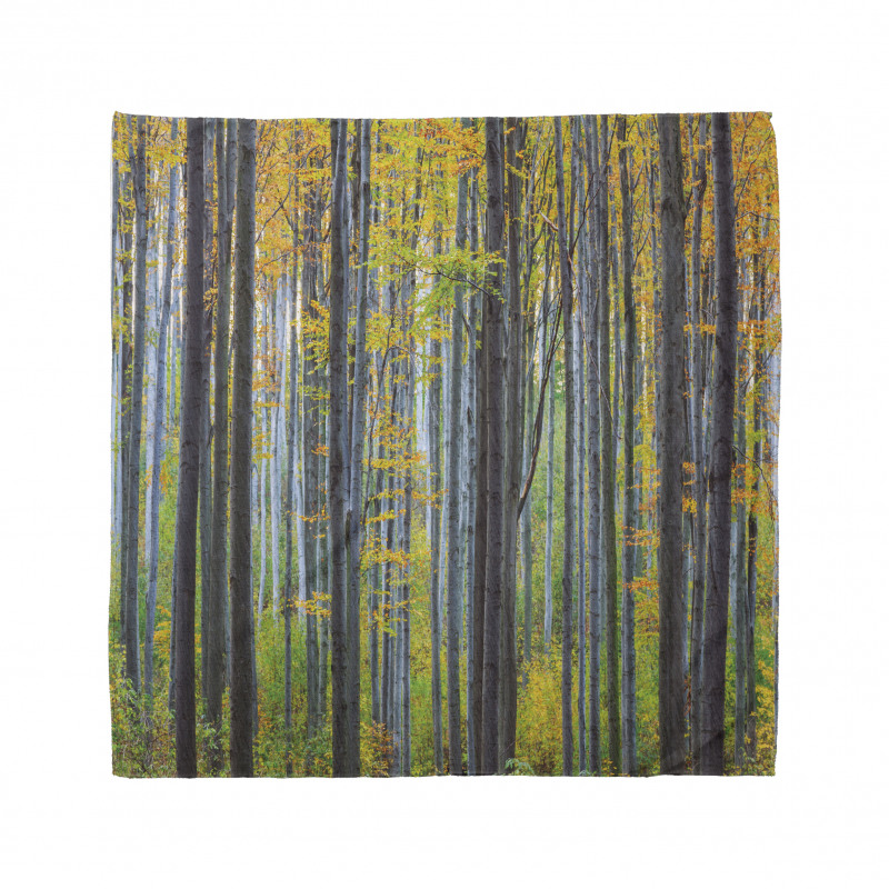 Autumn Season Beech Forest Bandana