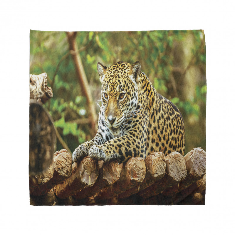 Benekli Bandana Ormandaki Leopar