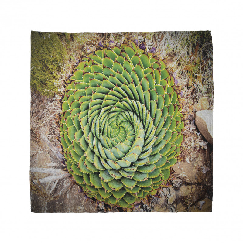 Aloe Polyphylla Vera Bandana