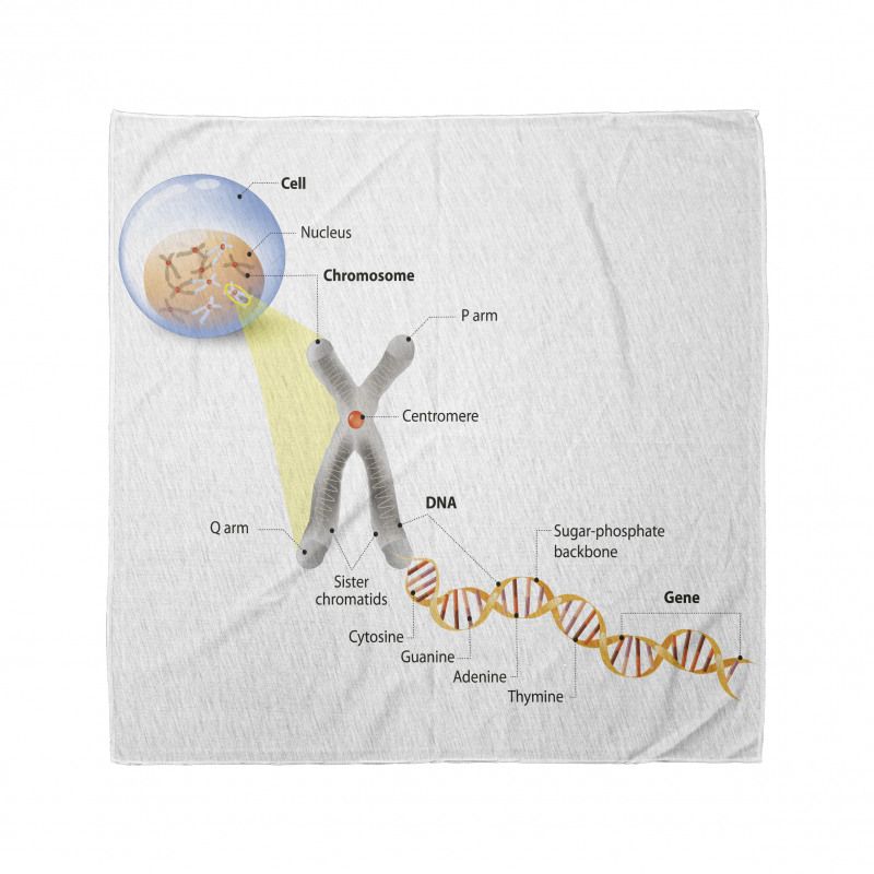 Öğretici Bandana Hücre ve DNA