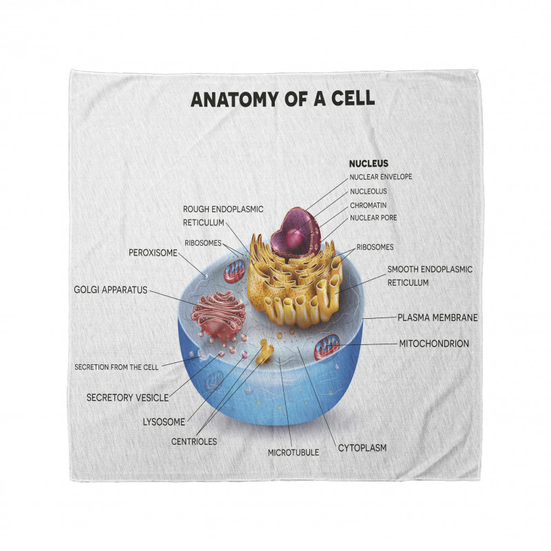 Öğretici Bandana Hücrenin Anatomisi