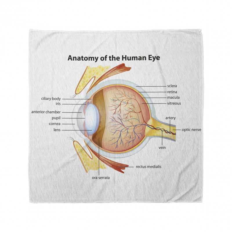 Öğretici Bandana Gözün Anatomisi