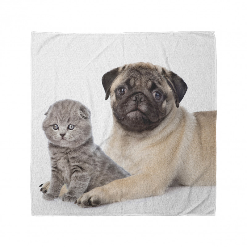 Hayvan Bandana Pug Köpek ve Scottish Fold Yavru Kedi Beyaz